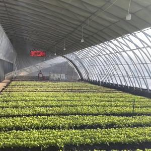 Optimize Growth with Sunlight and Spray Irrigation Flower Planting Greenhouse