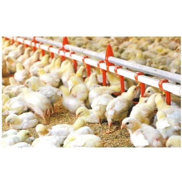 Buy Drinking System Fully Automatic Poultry Drinker , Broiler Chicken Drinker Customized at wholesale prices
