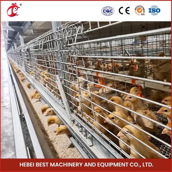 Buy Hot Dipped Galvanized Chick Brooder Cage Automatic Ventilation Iris at wholesale prices
