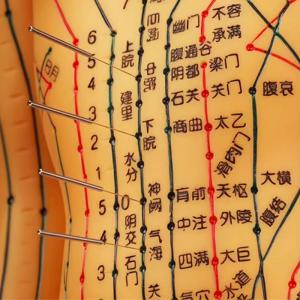 Acupuncture Needles Acupuncture Body Model Realistic Appearance Detailed