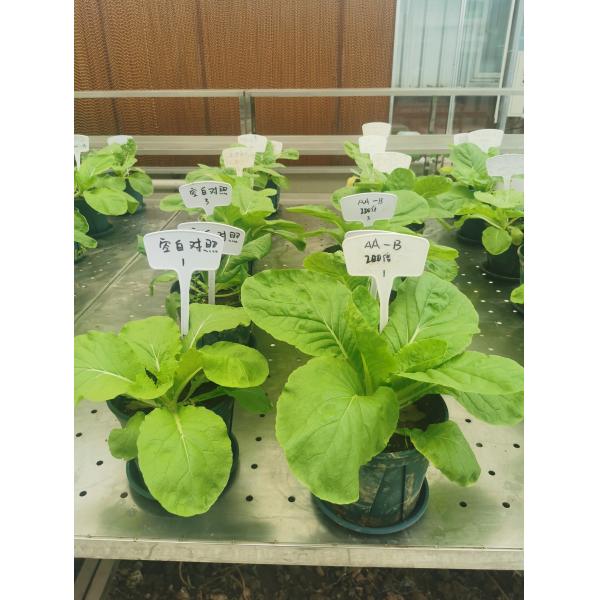 Amino Acid Chelate Copper Organic Fertilizer For Plant Microelement Supplements