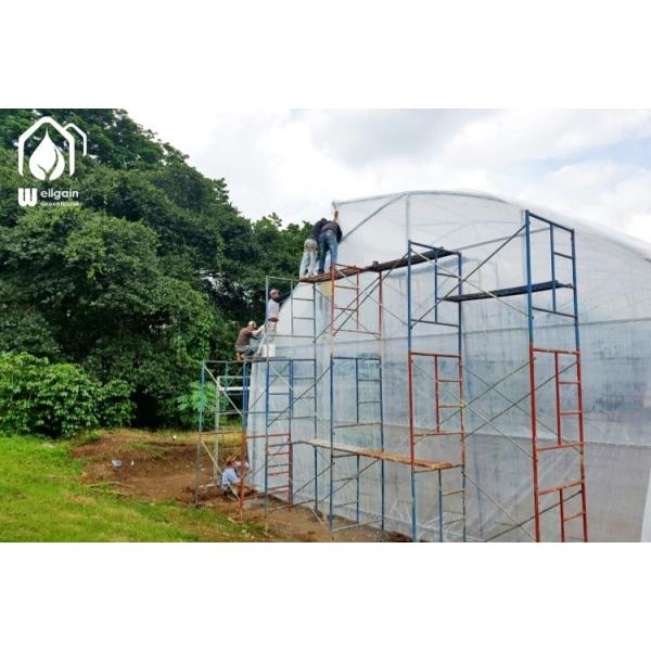Buy Commercial Tunnel Multi Span Greenhouse High Yield Cultivation Greenhouse at wholesale prices