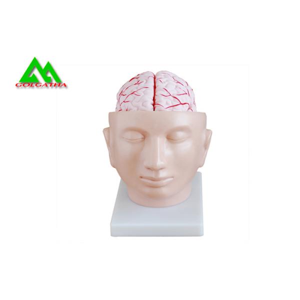 Buy Human Head Section Medical Teaching Models Eco Friendly Allergy Free at wholesale prices