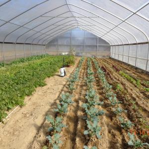 Large Tunnel Ground Polyethylene Film Greenhouse Customized For Tomato
