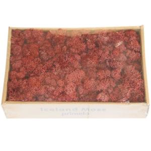 Soft Touch Preserved Moss Real Fresh Moss For Wall Decoration