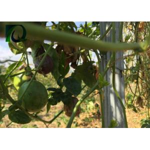 Durable Orchard Poles For Kiwi Fruit Plant Provide Matched Wire Connector