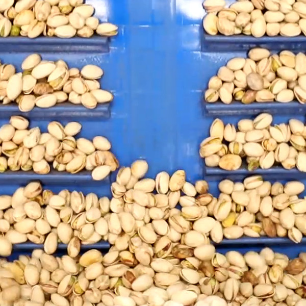 Buy High Speed Pistachio Sorting And Grading Machine Computer Control 16 Channels at wholesale prices
