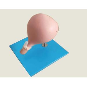 Quality Circumcision Cervical Model Gynecologic Simulator For Cerclage Training for sale