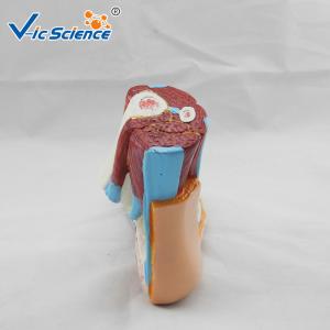 Hospital School Teaching Foot 55x35x33cm Human Anatomical Model