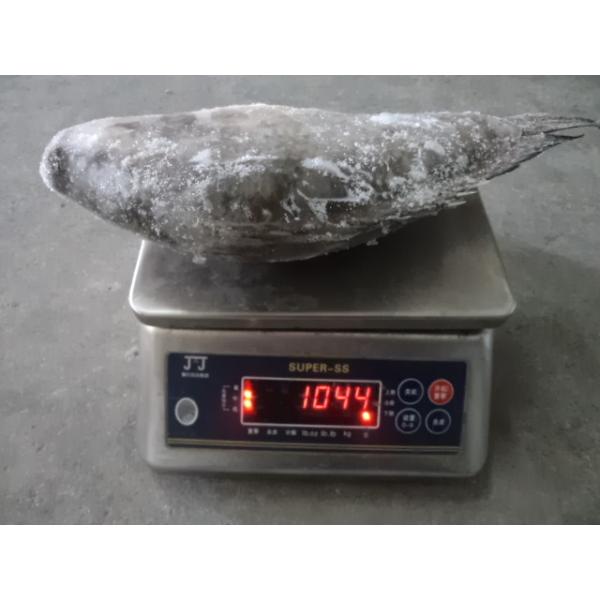 Buy Frozen Tilapia Whole Round Size 800g up at wholesale prices