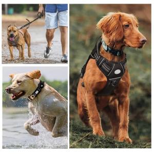 Training Pet Dog Collar Harness And Leash Set