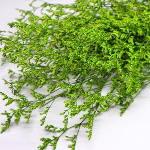 Beautiful Preserving Eucalyptus Foliage Dry Desmodium For Craft