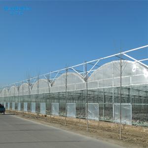 Plastic Shed Multi Span Greenhouse / Agricultural Polythene Grow Tunnel