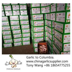 2019 China garlic to Columbia. new crop with good price.