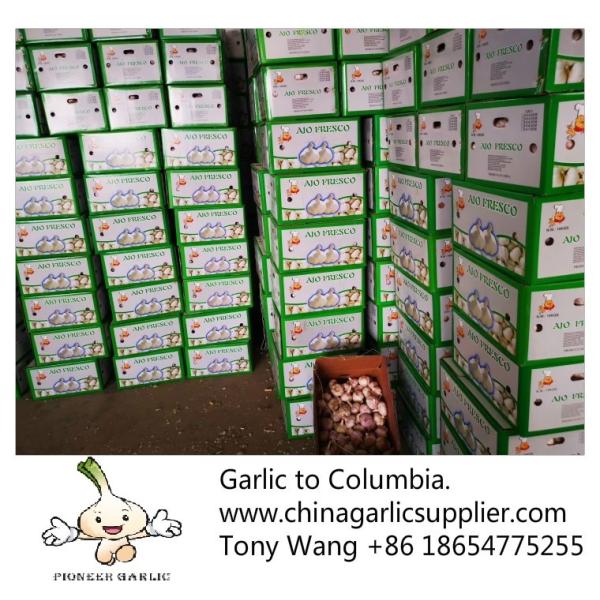 Buy 2019 China garlic to Columbia. new crop with good price. at wholesale prices