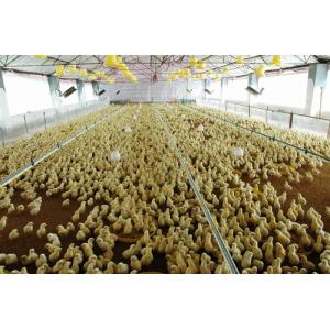 Reusable Qualified Safety And Utility Fabricated Steel Chicken Shed Systems