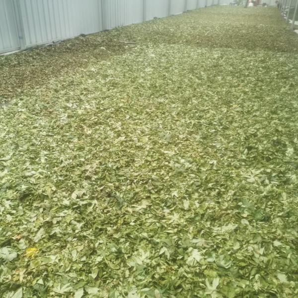 Raspberry Leaf Can Lower Blood Lipid Levels, Blood Sugar Levels, and Delay Aging