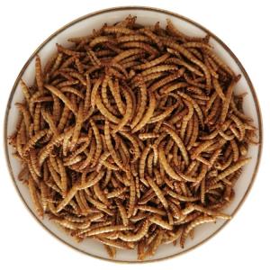 Quality s Premium Selection of Frozen-Dried Mealworms Nutritional Excellence for sale