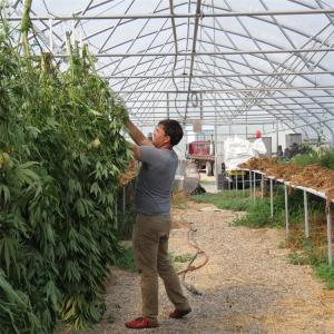 Plastic Film Tunnel Light Deprivation Greenhouse Herb Light Dep Plastic