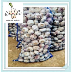 China Purple White Garlic Chinese Fresh Normal white garlic price on sale