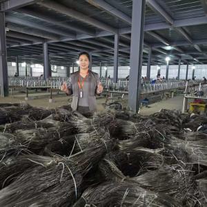 China Ukraine 10*10*1.1-1.4m Invisble Wire Mesh With 0.5 -0.9mm Steel Wire For Low Visible Wire Putanka MZP Anti Tank Barrier Fence on sale