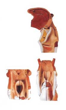 ISo manufactory Human anatomy Model Larynx with toungue ,teeth human model