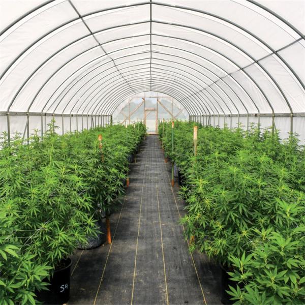 300 Sq Meters Breathable Light Deprivation Greenhouse With Blackout System