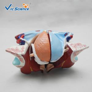 Medical Science Male Genital Organ 53cm Human Anatomical Model