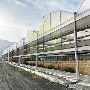 Plant Cultivation With Plastic Film Covered Multi Span Greenhouse And Irrigation