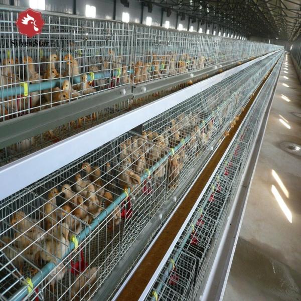 Poultry Equipment Chicken Broiler Cage A Type For Nigeria Farm 5 Tiers