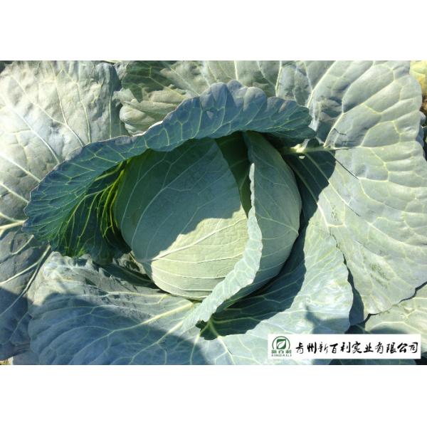 Clean Healthy Fresh Green Cabbage Own Plantation Supply To Supermarket