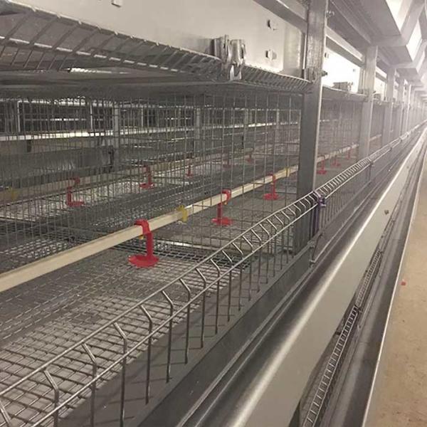 Buy Galvanized Q235 Steel Baby Chick Cage A Type Structure With Auto Drinking System at wholesale prices