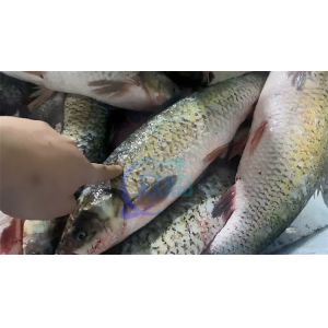 Tilapia fish scale viscera removing cleaning machine fish cleaning machine scale