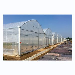 Shine Tech Greenhouse Turnkey Solution For Agricultural Tomato Hydroponics