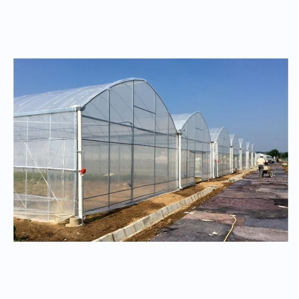 Buy Shine Tech Greenhouse Turnkey Solution For Agricultural Tomato Hydroponics at wholesale prices