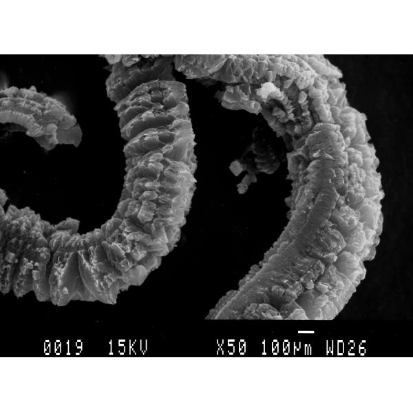 Expandable Graphite Powder 80 Mesh Size With High Thermal Conductivity