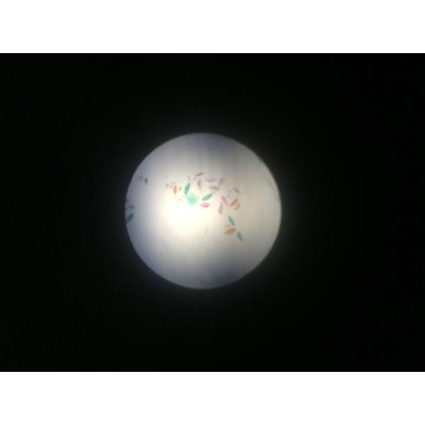 Medical Research Used Microbiology Amoeba Prepared Glass Microscope Slides For Teaching