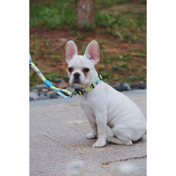 30m Sublimation Dog Leash