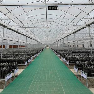 China Galvanized Steel Pipe Arch Roof Type Plastic Film Greenhouse With Hydroponics System on sale