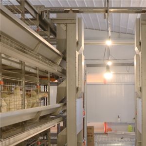 Hot Dip Galvanized Layer Chicken Cage Automatic 256 Birds / Set