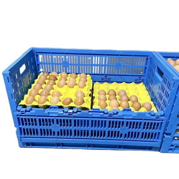 PE/PP Material Mesh Style Collapsible EGG Container Perfect for Storage and