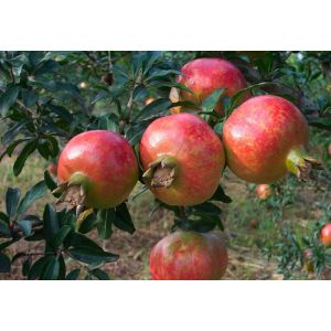 Herb Medicine Punica granatum Pomegranate Skin Extract, Pomegranate P.E,