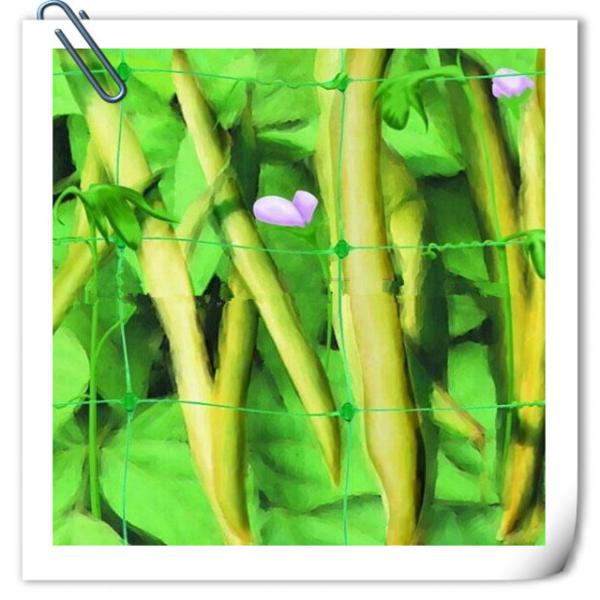 Anti UV Plastic Garden Net For Climbing Plants Harmless To Delicate Stems Or Leaves