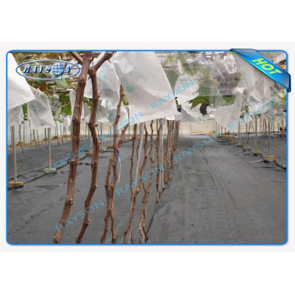 Durable Anti-UV Agriculture Non Woven Cover Fabric 100% PP Non Woven