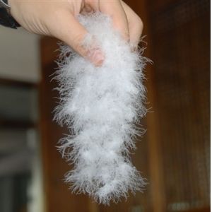 Homchang Down and Feather Manufacture Co., Ltd, Duck down and Goose Down