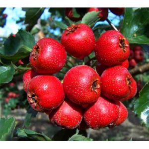 Factory Supply 10:1 Hawthorn Fruit, Hawthorn Fruit Extract Powder for overseas