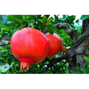 Herb Medicine Punica granatum Pomegranate Skin Extract, Pomegranate P.E,