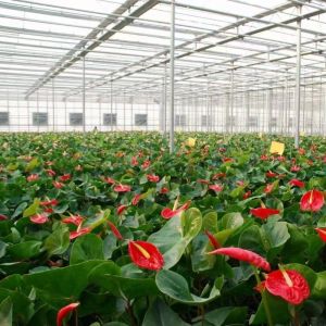 Commercial Greenhouse Drip Irrigation Glass Hydroponics System with Customizatio