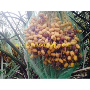 date plam plastic mesh bags with uv protect palm bag