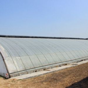 Large-Scale Cucumber Farming Made Easy with Humidity-Controlled Commercial